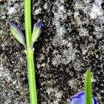 Salvia chamaedryoides Feuille