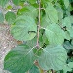 Cornus sanguineaFoglia