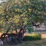 Cydonia oblonga Yeri