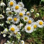 Erigeron strigosus Blüte