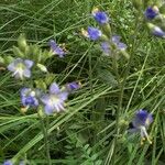 Polemonium occidentale Hábito