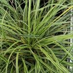 Carex morrowii 葉