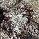 Artemisia caerulescens Hoja