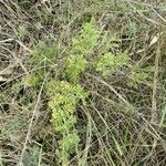 Lavandula multifida Leaf