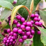 Callicarpa bodinieri果實