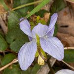 Viola canina Kvet