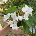 Cordia boissieri