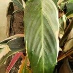 Stromanthe thalia Leaf