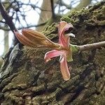 Acer platanoides Floare