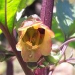 Scrophularia trifoliata Fleur