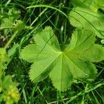 Alchemilla filicaulis ഇല