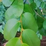 Chrysophyllum hirsutum Leaf