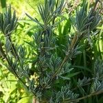 Lavandula latifolia Листок