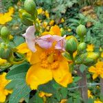Hypericum × hidcoteense Flower