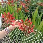 Crocosmia x crocosmiiflora Flor