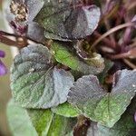 Viola labradorica Leaf