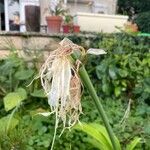 Hymenocallis liriosme Flower