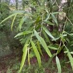 Salix nigra Leaf