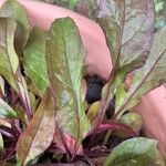 Penstemon digitalis Leaf