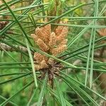 Pinus leucodermis Blüte