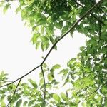 Ficus racemosa List
