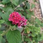 Lantana camaraFlower