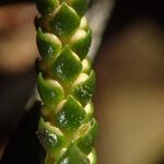 Huperzia ophioglossoides Hoja