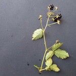 Rubus bertramii Blad