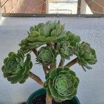 Aeonium arboreum Blad