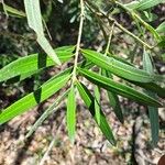 Podocarpus elatus Lehti