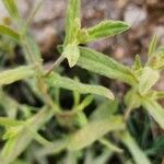 Pulicaria arabica Likasa