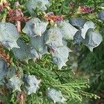 Platycladus orientalis Fruit