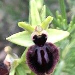 Ophrys sphegodes Blomma