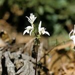 Triphora trianthophoros Blüte