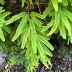 Calliandra selloiFolha