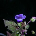 Torenia violacea
