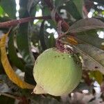 Pouteria campechiana Fruit