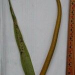 Anthurium subsignatum その他の提案