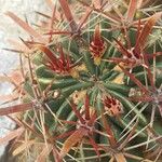 Ferocactus latispinus Bark