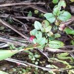 Gaultheria swartziiLeaf