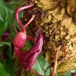 Aristolochia cauliflora Λουλούδι