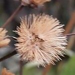 Vernonia arkansana Plod