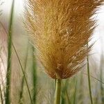 Cortaderia selloana Blatt