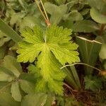 Geranium argenteum Blad