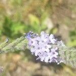 Verbena lasiostachys Flor