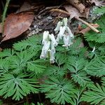 Dicentra canadensis ശീലം