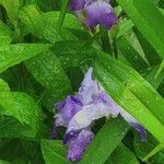Iris pallida Іншае
