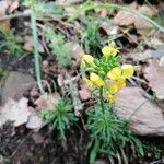 Erysimum rhaeticum Flower