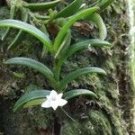 Angraecum pectinatum Квітка
