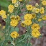 Tanacetum balsamita Flower